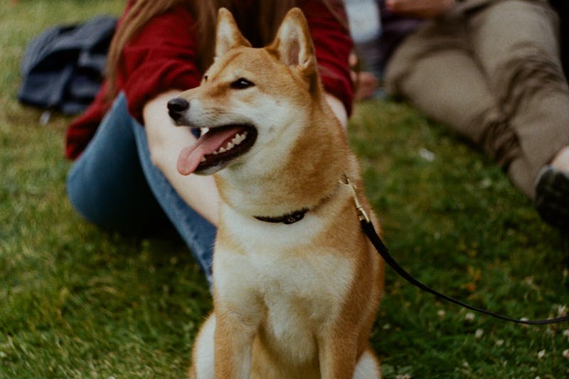 what is a pet trust